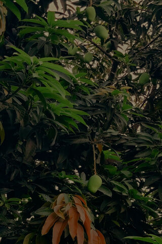 Mango Fruit Tree