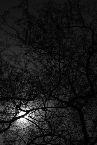 Lunar Whispers Through the Canopy 🌙🌳