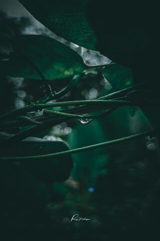 Whispers of the Rain