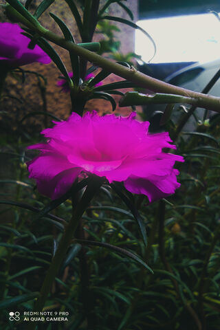 Vibrant Blooms: The Beauty of Macro Photography 🌸✨
