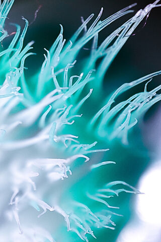 Exploring the Hidden Wonders of Macro World 🌌🔍