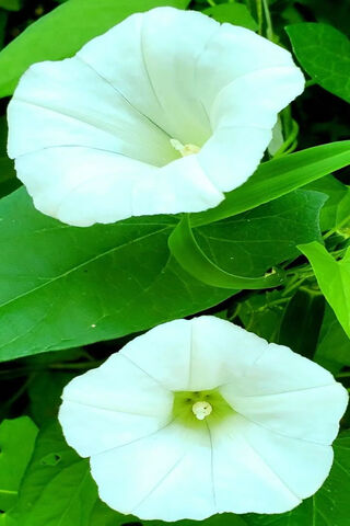 Morning Glory
