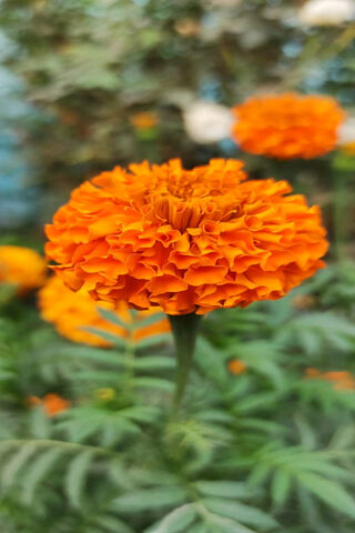 Golden Blooms: The Beauty of Marigolds 🌼✨