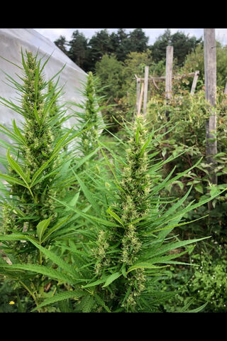 Mota: The Green Wonder 🌿✨
