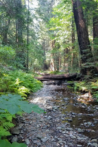 Nature's Sanctuary: Muir Woods Awaits 🌲✨
