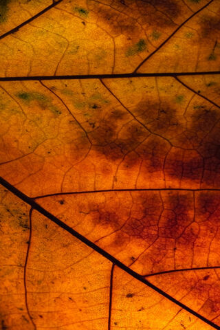 Nature's Canvas: The Macro Leaf