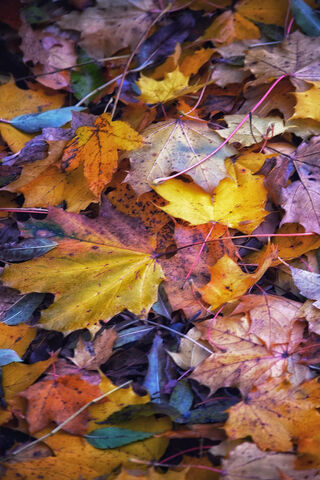 Autumn's Colorful Tapestry 🍂✨