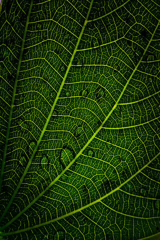 Nature's Intricate Canvas: The Macro Leaf