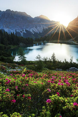 Awakening Beauty: A Morning Symphony 🌅🌸