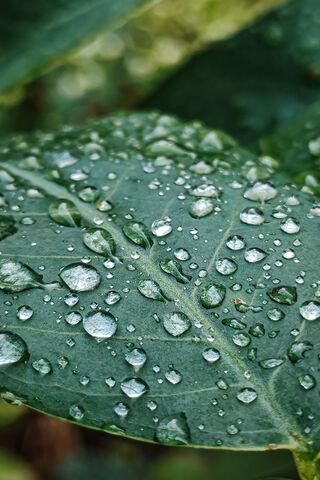 Nature Water Droplets