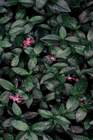 Whispers of the Green