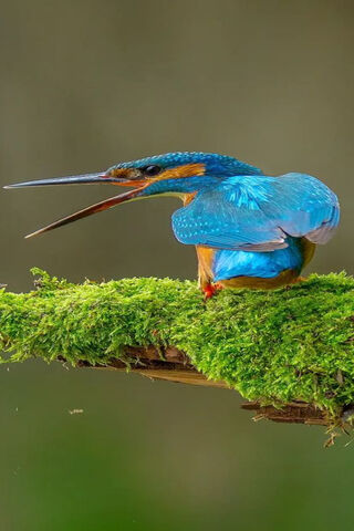The Vibrant Call of Nature 🌿🐦