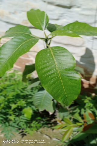 Lush Green Serenity: Nature's Embrace 🍃