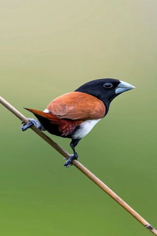 The Colorful Dancer of the Wild 🌿🐦