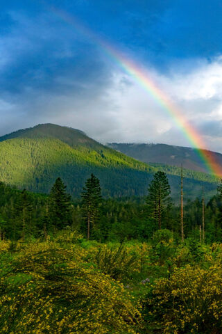 Nature's Colorful Embrace 🌈🌲