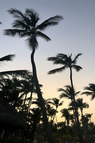 Serenity Under the Night Sky 🌴✨