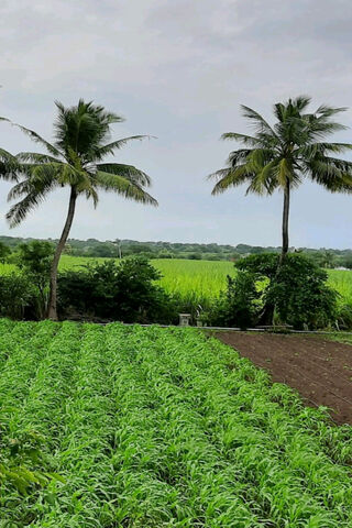 Serenity in Green: A Tropical Oasis 🌿🌴