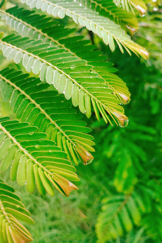 Whispers of Nature: The Lush Greenery