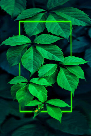 Emerald Embrace: Nature's Serenity 🌿✨