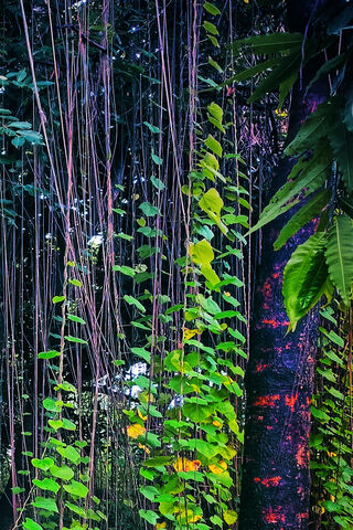 Nature Beauty