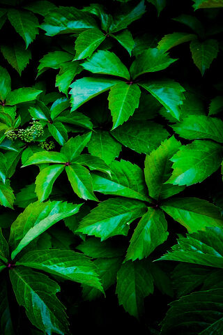 Lush Green Serenity 🌿