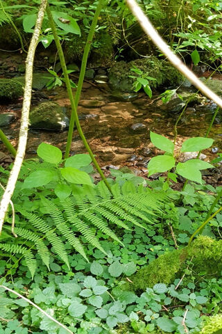 Whispers of the Wild 🌿💧