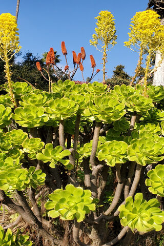 Vibrant Oasis: Nature's Palette 🌿🌼