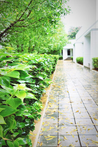 Serenity in Green: A Nature Walk 🌿🌧️