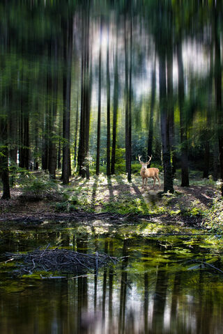 Whispers of the Forest 🌲✨