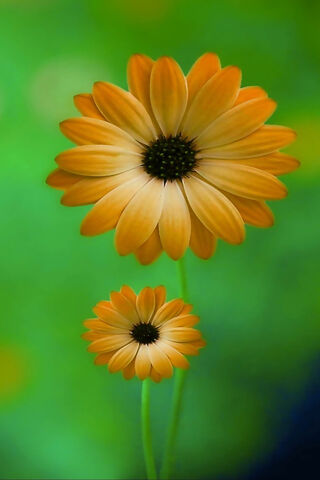 Orange Flowers