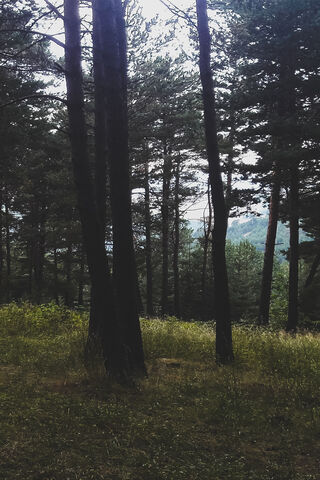 Whispers of Orman: A Forest Retreat 🌲✨