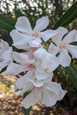 Oleander Burst