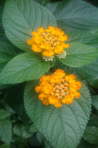 Orange Flower