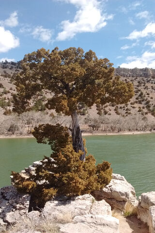 Whispers of Time: The Old Tree