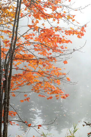 Autumn's Embrace: A Dance of Orange Leaves 🍂✨