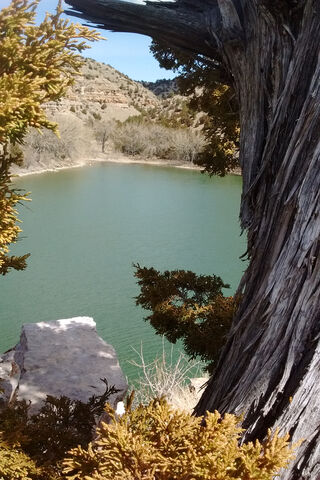 Whispers of Time: The Old Tree by the Water