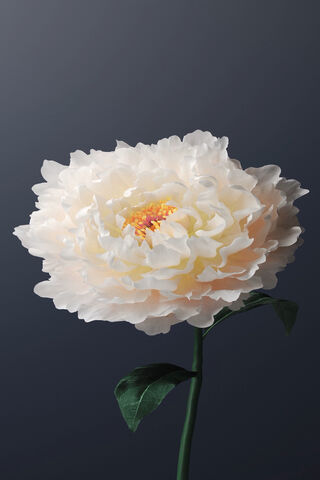 Blossoming Beginnings: The Essence of Origin OS 🌸