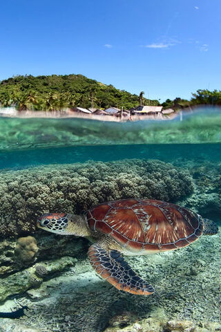 Serenity Beneath the Waves 🌊🐢