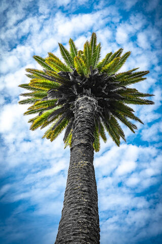 Reaching for the Sky: The Majestic Palm Tree 🌴☁️