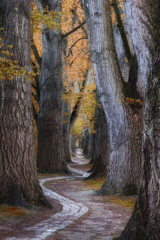 Whispers of the Winding Path 🍂✨