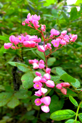 Blossoms of Joy: A Pink Floral Delight 🌸✨