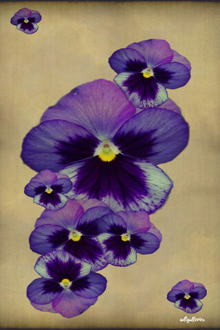 Whispers of the Pansy 🌸✨