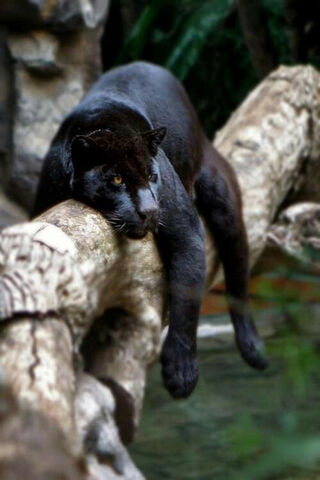 The Majestic Panther: King of the Shadows 🐾