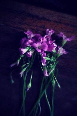 Whispers of Spring: A B..