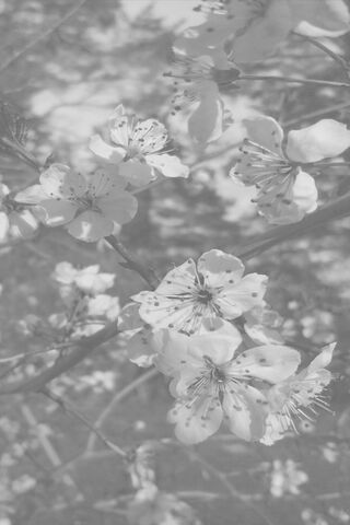 Whispers of Spring: Plum Blossom Elegance 🌸✨