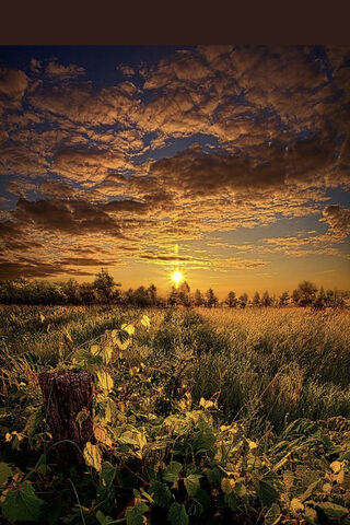 Golden Horizon: A Nature's Embrace 🌅✨