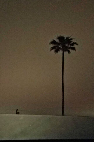 Palm Tree