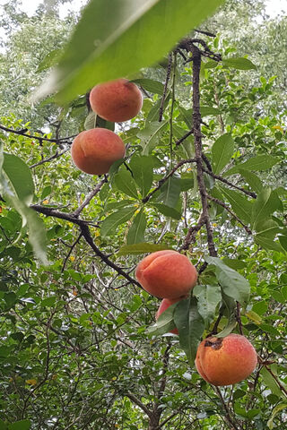 Peachy Paradise: Nature's Sweet Bounty 🍑🌳