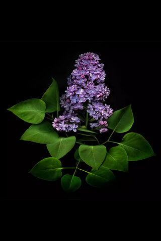 Whispers of Lavender Dreams 🌸✨