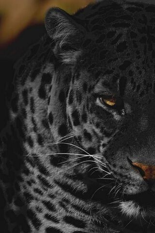Mystique of the Panther..